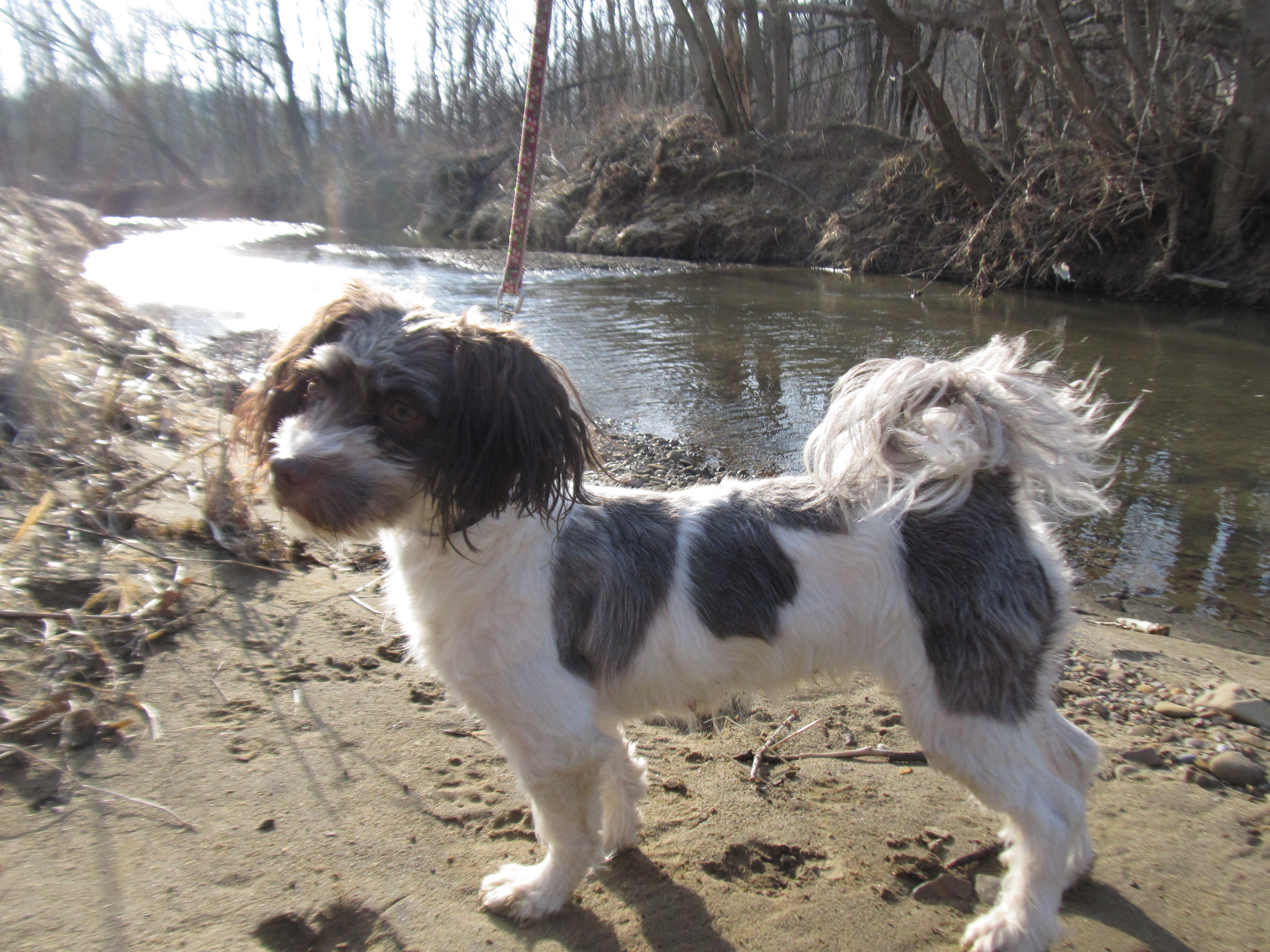 Adult Havanese 70