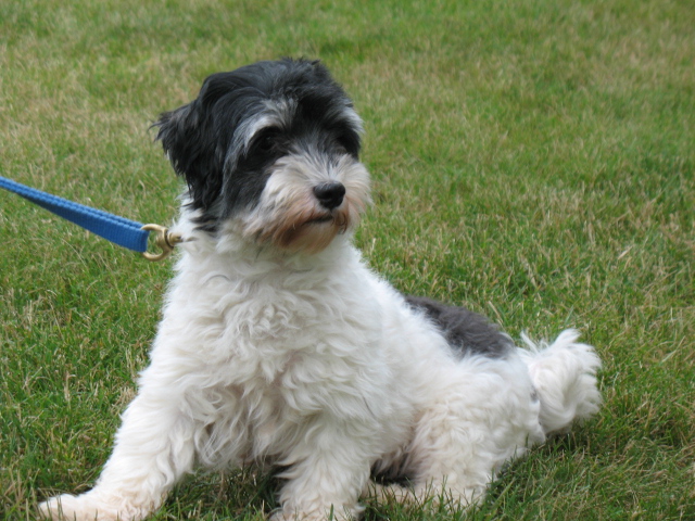 Adult Havanese 85