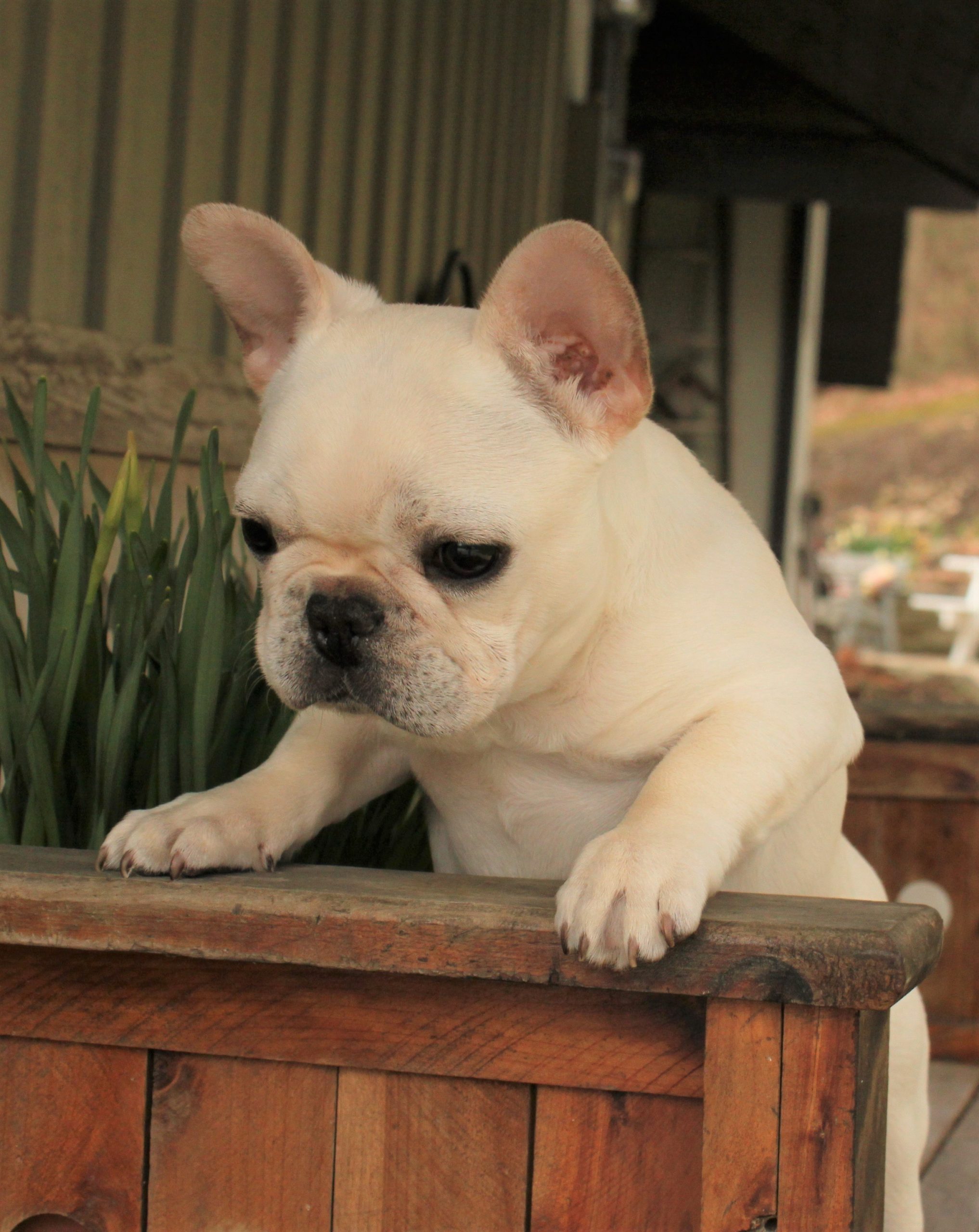 Please visit our new website for updates. French Bulldog Adults www.hershbergerfrenchies Country Hills Kennel