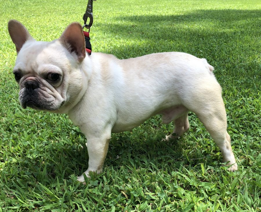 French Bulldog Adults - Country Hills Kennel