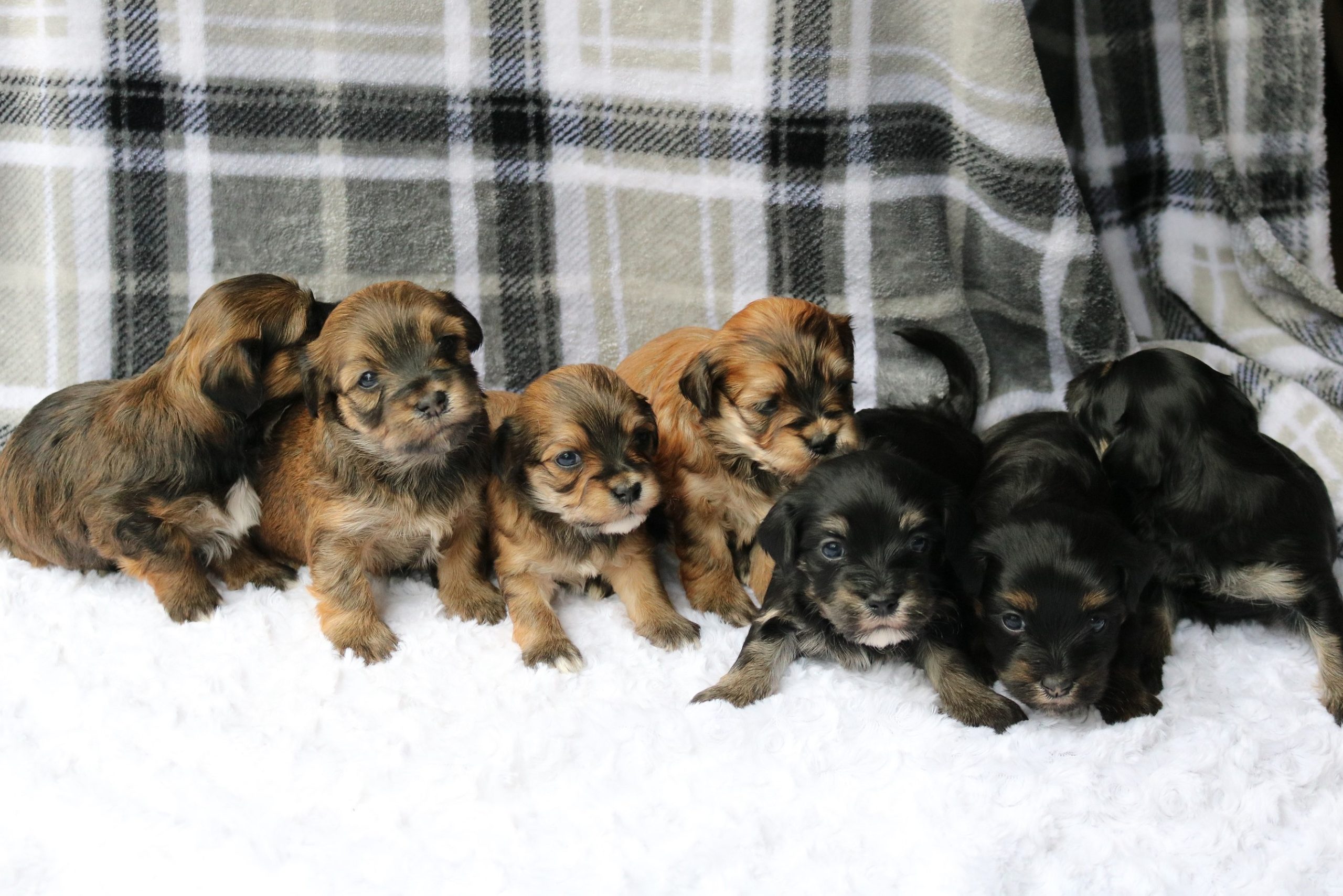Welcome We have moved. Please visit our new website. Click the link below to see available havanese puppies. Country Hills Kennel