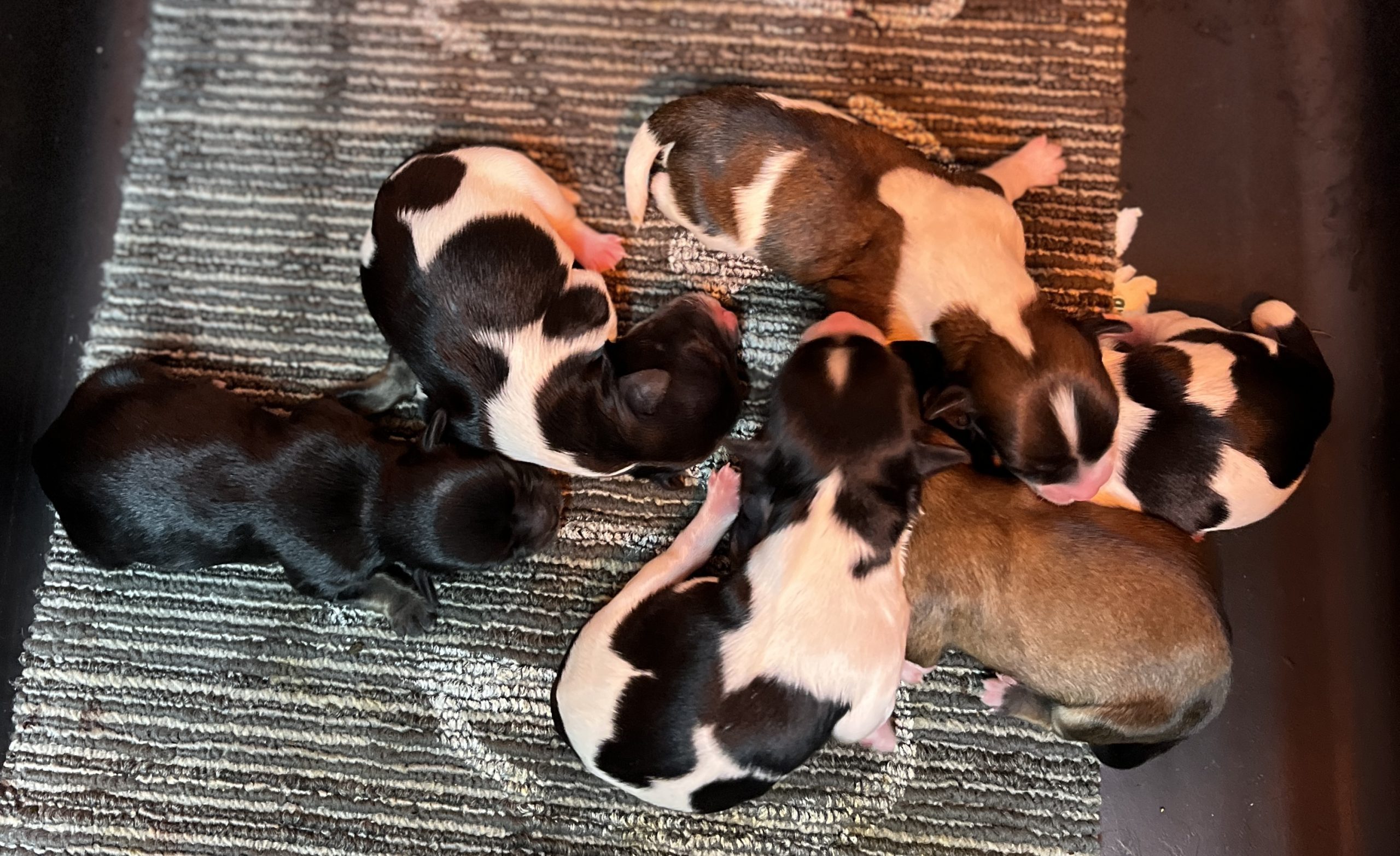 Welcome We have moved. Please visit our new website. Click the link below to see available havanese puppies. Country Hills Kennel